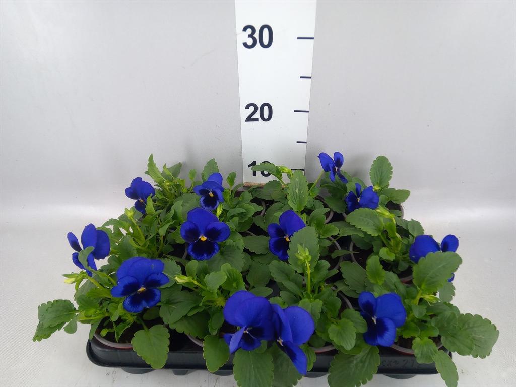 Горшечные цветы и растения оптом Viola Wr. delta Blue Wblotch от 12шт (для телеги) из Голландии с доставкой по России
