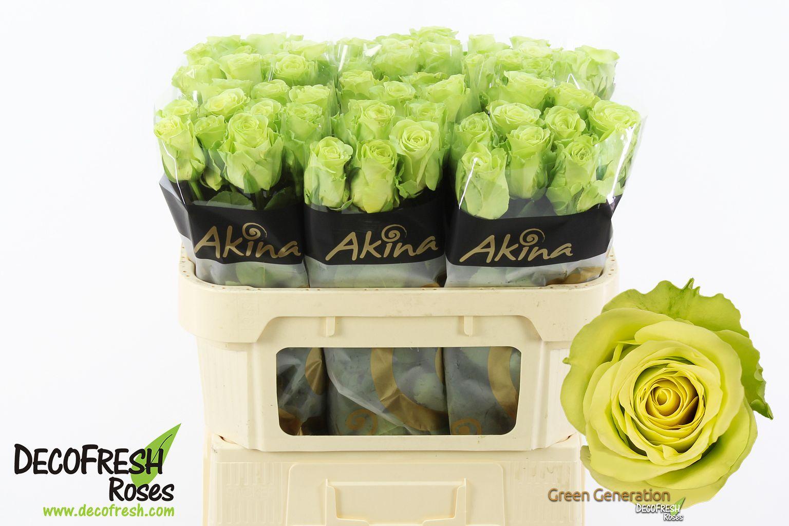 Срезанные цветы оптом Rosa large green generation от 60шт из Голландии с доставкой по России