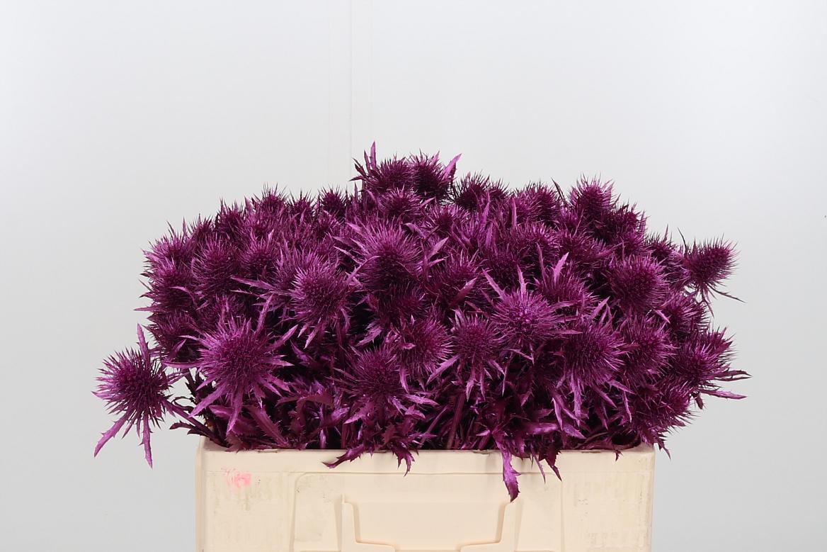 Срезанные цветы оптом Eryngium alpinum paint от 40шт из Голландии с доставкой по России