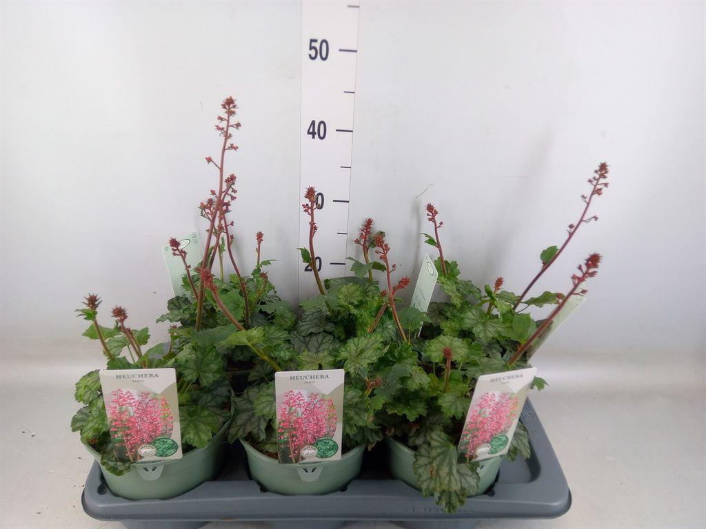 Горшечные цветы и растения оптом Heuchera   ... от 6шт из Голландии с доставкой по России