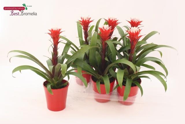 Горшечные цветы и растения оптом Guzm Hope от 6шт из Голландии с доставкой по России