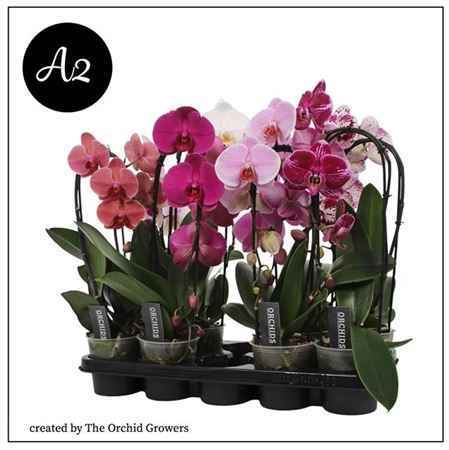 Горшечные цветы и растения оптом Phal 1st Cascade Budget Mix (orchid Growers) от 8шт из Голландии с доставкой по России