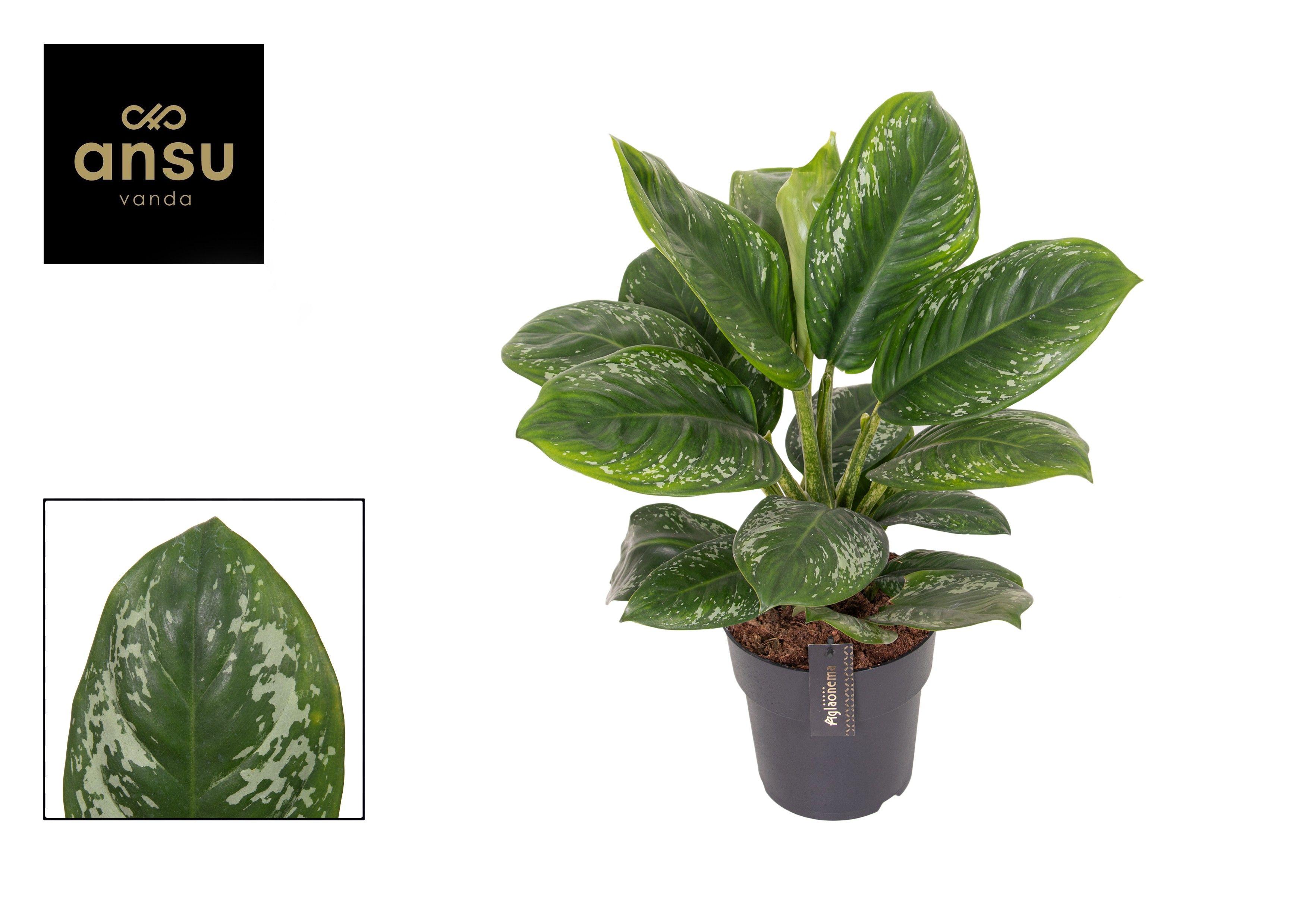Горшечные цветы и растения оптом Aglaonema Onyx Green от 3шт из Голландии с доставкой по России