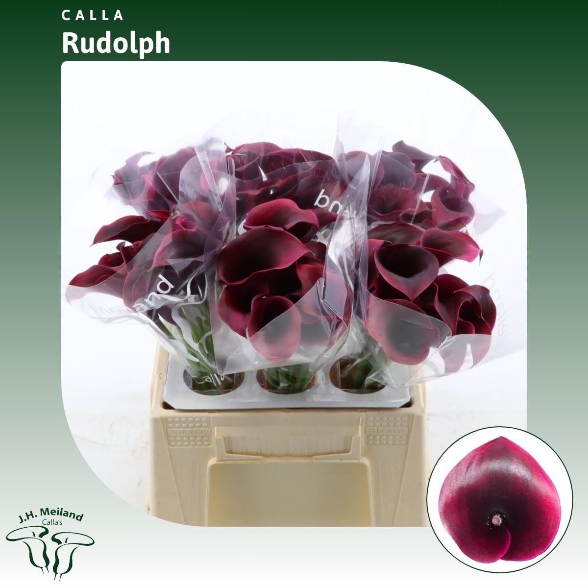Срезанные цветы оптом Zantedeschia rudolph от 60шт из Голландии с доставкой по России