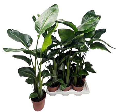 Горшечные цветы и растения оптом Strelitzia Nicolai 2-pp от 6шт из Голландии с доставкой по России