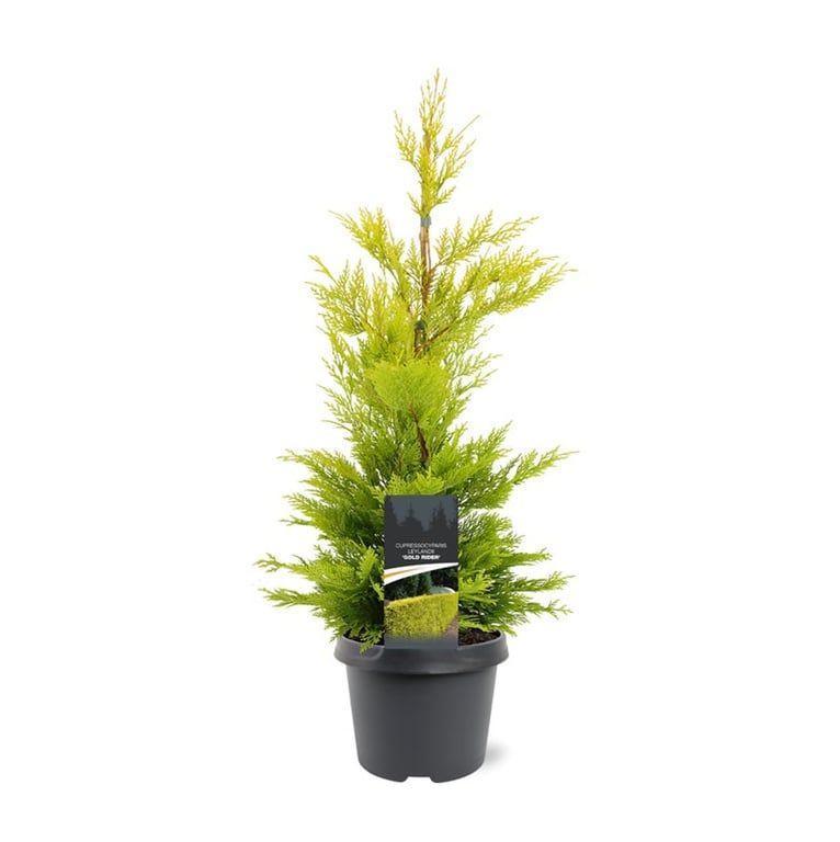 Горшечные цветы и растения оптом Cupressocyparis Leylandii Gold Rider от 1шт из Голландии с доставкой по России