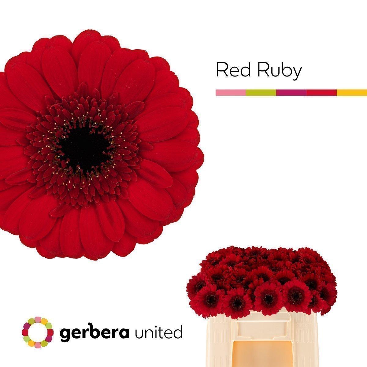 Срезанные цветы оптом Germini red ruby от 80шт. из Голландии с доставкой по России