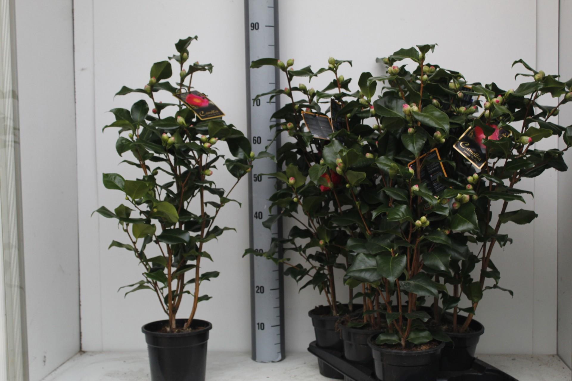 Горшечные цветы и растения оптом Came J Dr King от 6шт из Голландии с доставкой по России