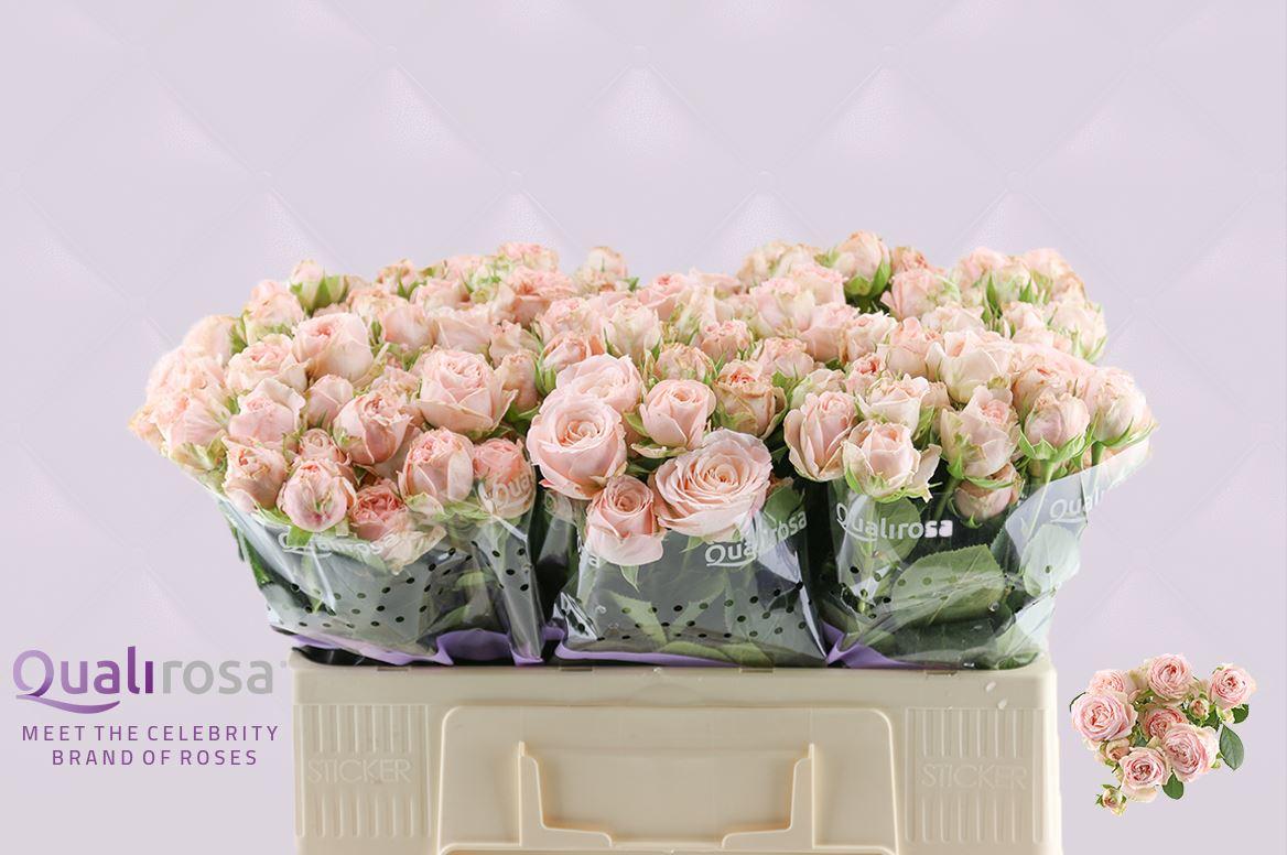 Срезанные цветы оптом Rosa spray bombastic от 50шт из Голландии с доставкой по России