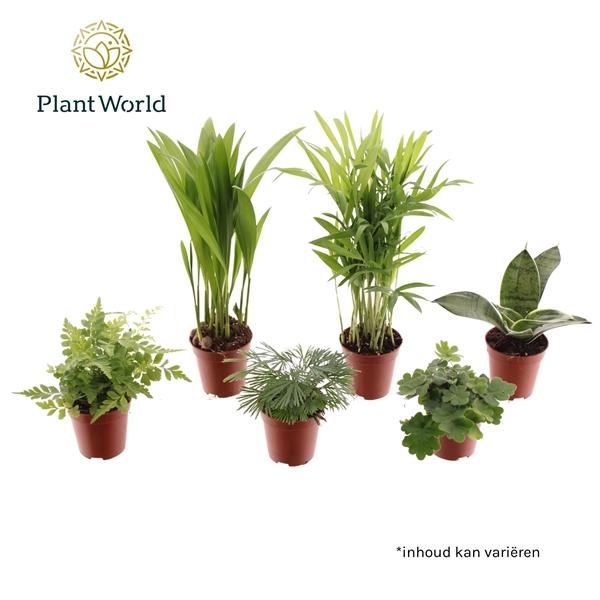 Горшечные цветы и растения оптом Tiny Happy Family Comfort Mix 5-6srt  (decorum от 20шт (для телеги) из Голландии с доставкой по России