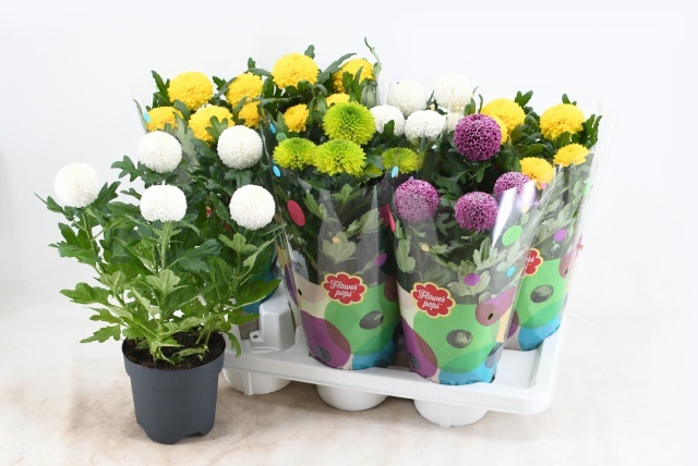 Горшечные цветы и растения оптом Chrys Fp Gem от 7шт из Голландии с доставкой по России