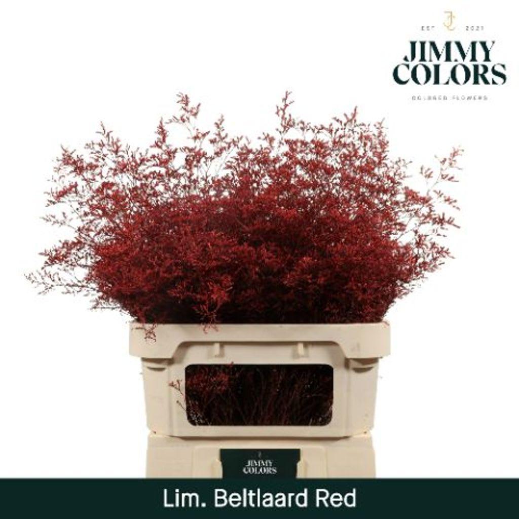 Срезанные цветы оптом Limonium beltlaard paint red от 25шт. из Голландии с доставкой по России