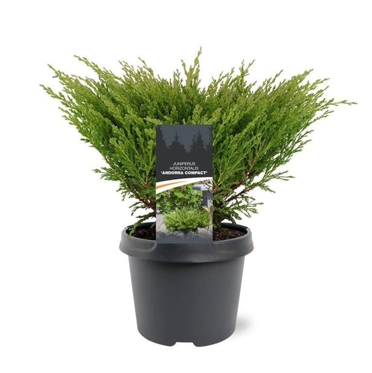 Горшечные цветы и растения оптом Juniperus Hor Andorra Compact от 1шт из Голландии с доставкой по России