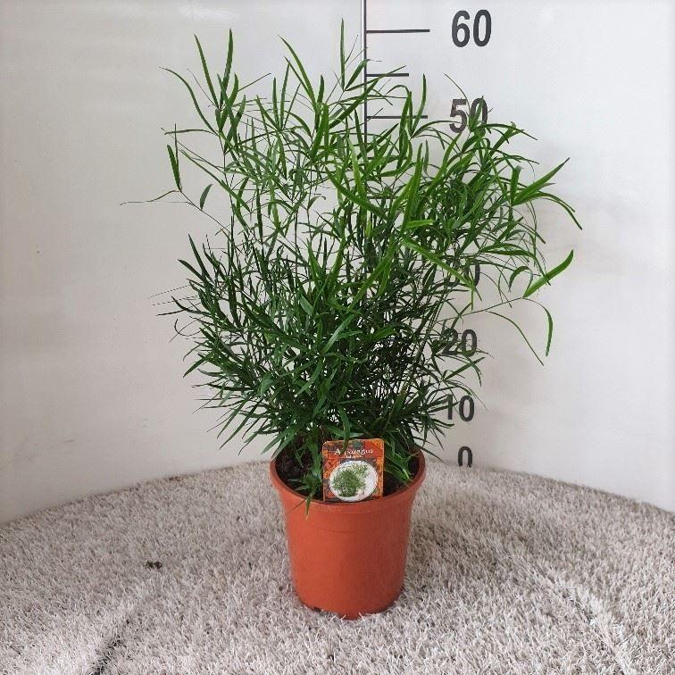 Горшечные цветы и растения оптом Asparagus Falcatus от 6шт из Голландии с доставкой по России