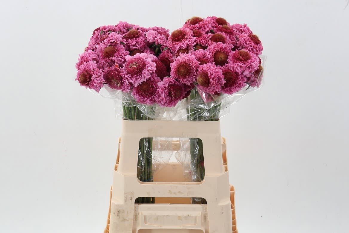 Срезанные цветы оптом Scabiosa focal scoop popsicle от 60шт из Голландии с доставкой по России