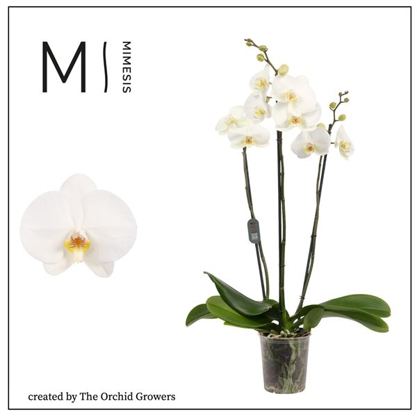 Горшечные цветы и растения оптом Phal 3st White Bigflower 20+ (mimesis) от 10шт из Голландии с доставкой по России