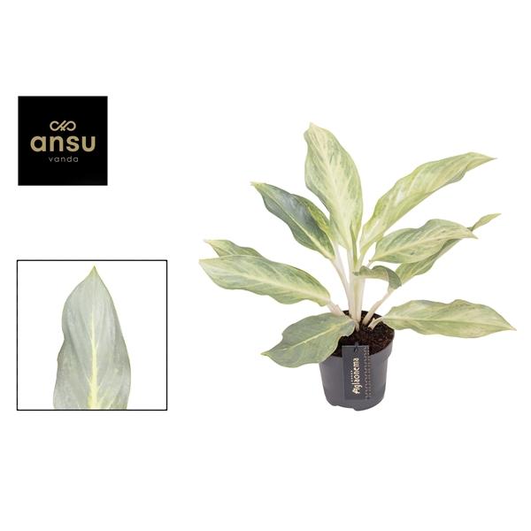 Горшечные цветы и растения оптом Aglaonema Aqua Green от 6шт из Голландии с доставкой по России