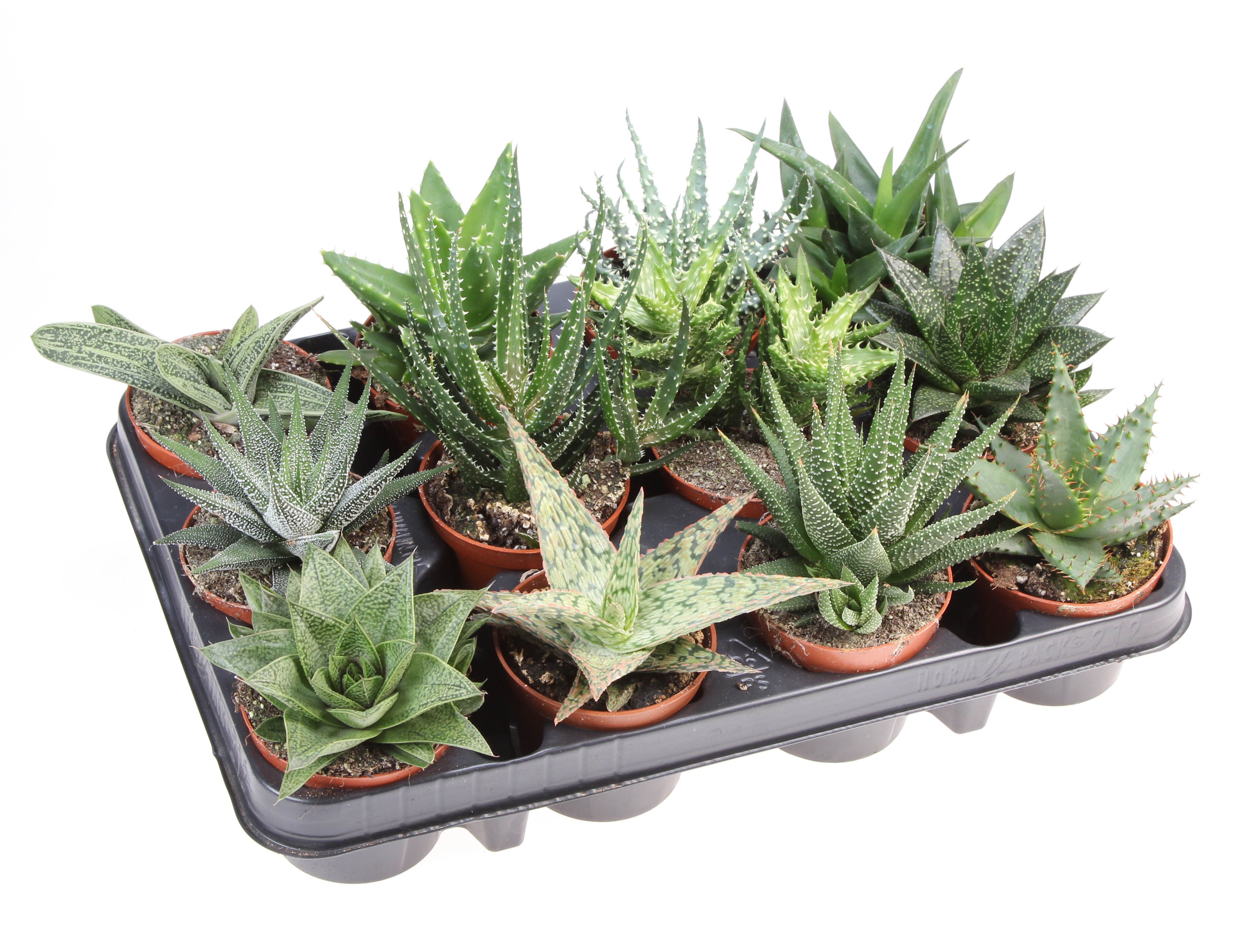 Горшечные цветы и растения оптом Aloe Haworthia Mix от 12шт (для телеги) из Голландии с доставкой по России