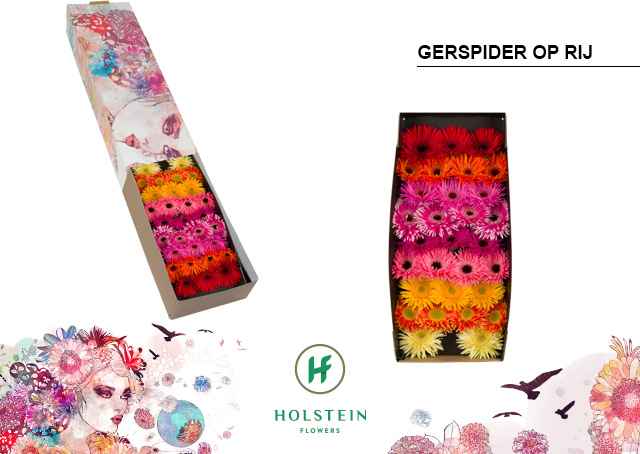 Срезанные цветы оптом Gerbera gerspider mix in row от 60шт из Голландии с доставкой по России