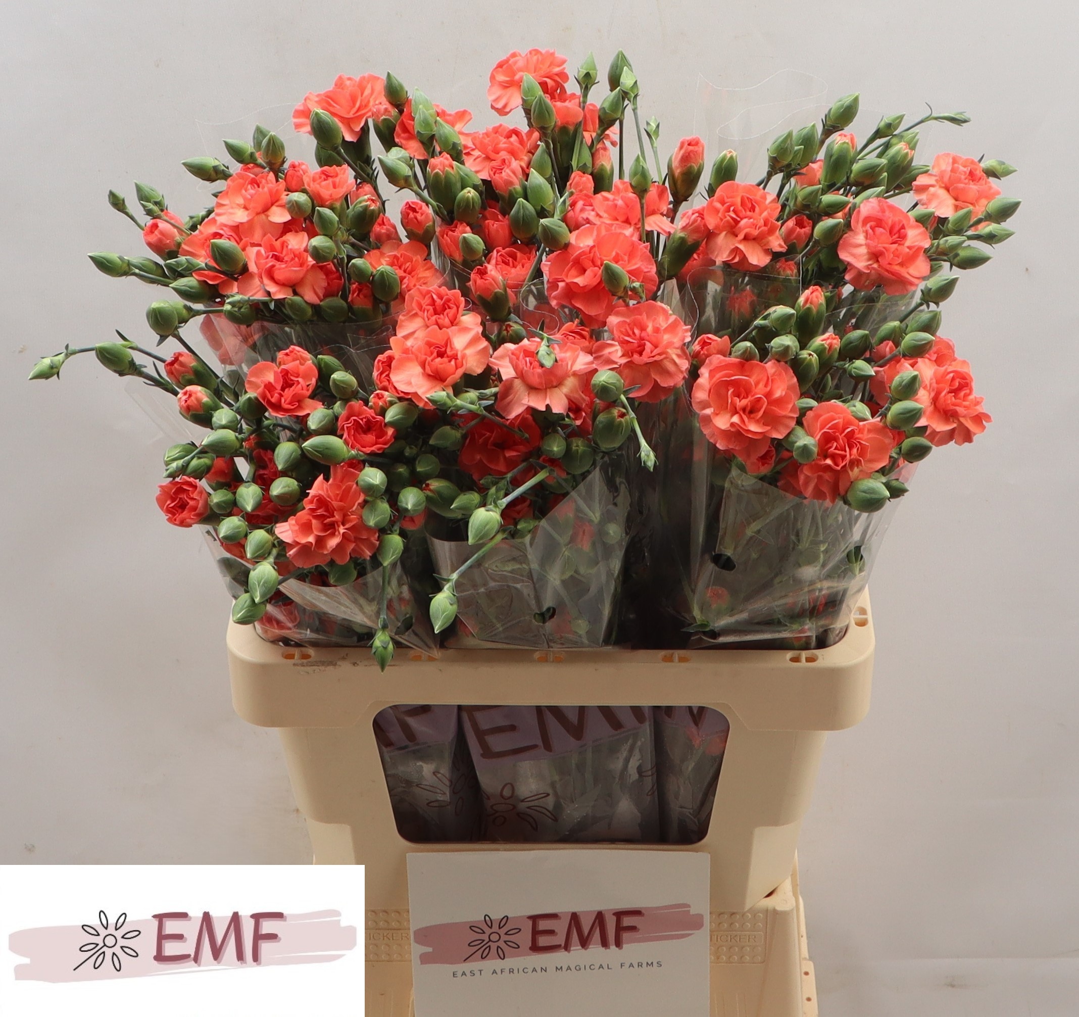 Срезанные цветы оптом Dianthus sp orange amelie от 60шт из Голландии с доставкой по России