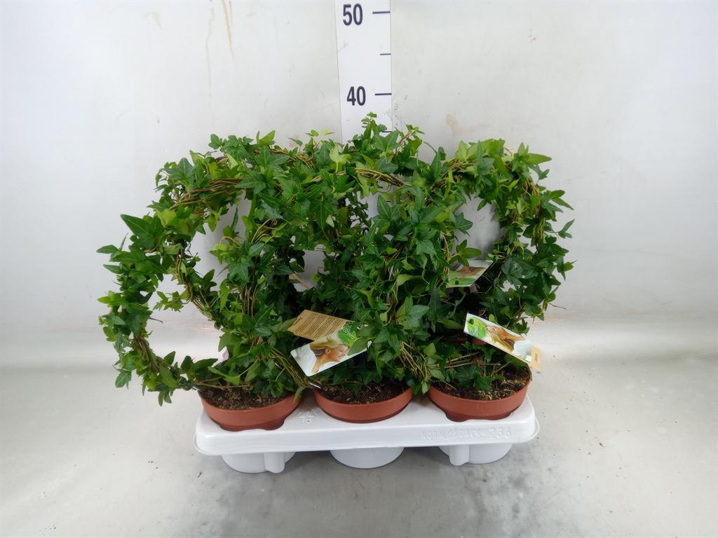 Горшечные цветы и растения оптом Hedera   ...green Leafed от 6шт из Голландии с доставкой по России