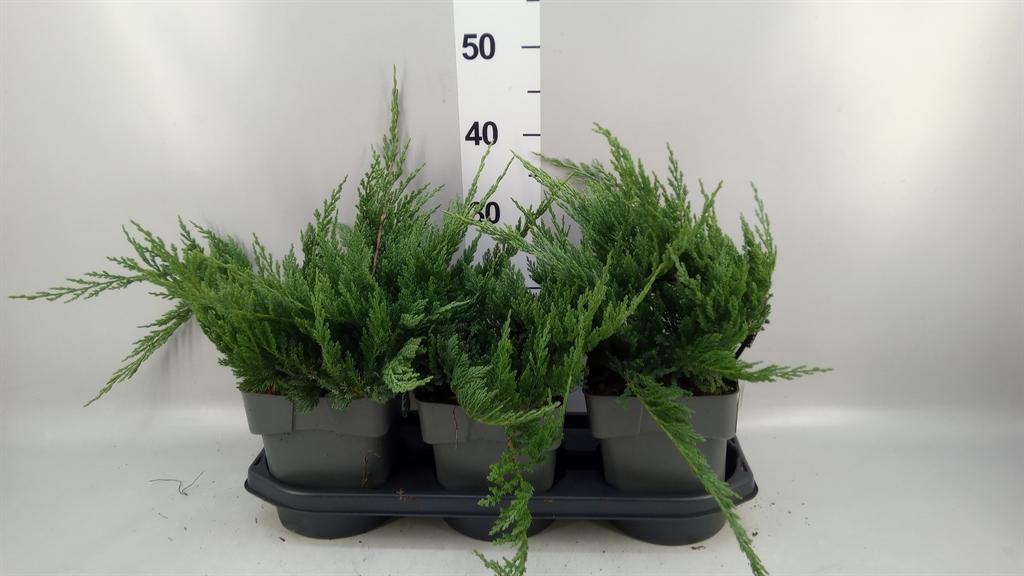 Горшечные цветы и растения оптом Juniperus Horizont. blue Chip от 3шт из Голландии с доставкой по России