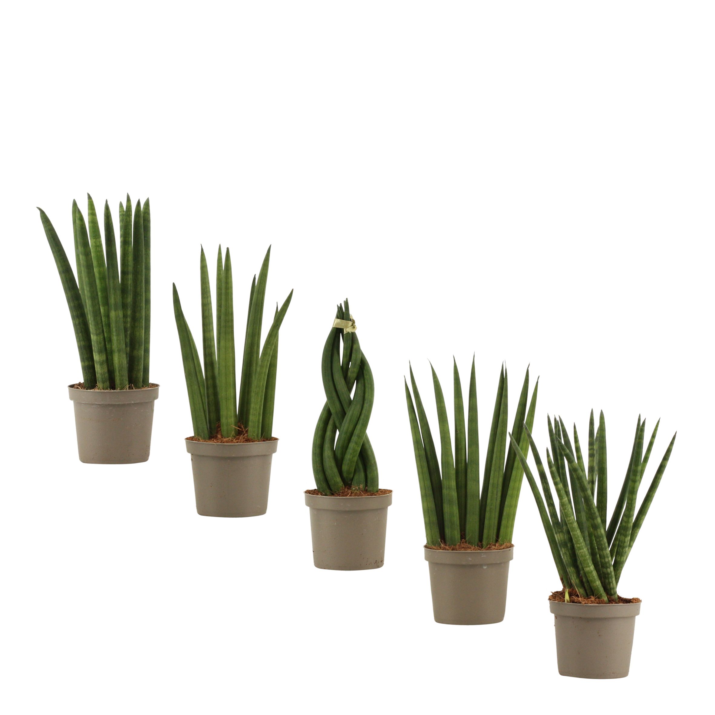 Горшечные цветы и растения оптом Sansevieria Cylindrica Mix от 18шт (для телеги) из Голландии с доставкой по России