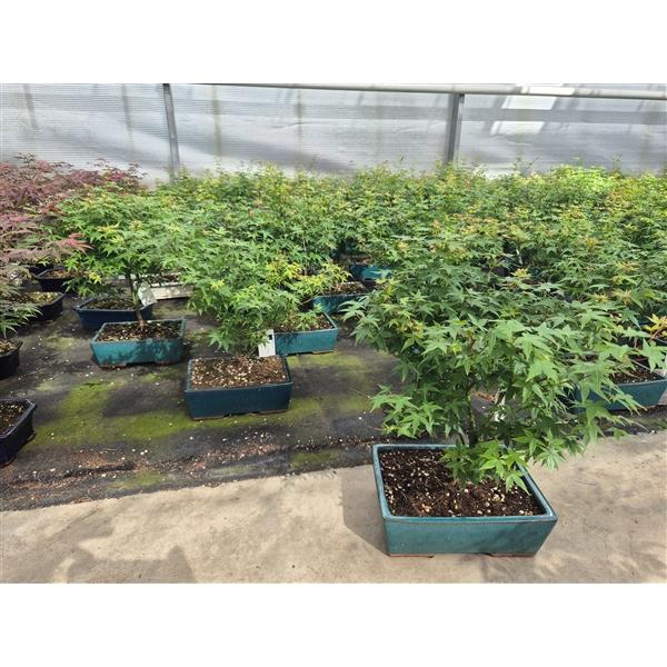 Горшечные цветы и растения оптом Bonsai Acer Palmatum Little Princess от 3шт из Голландии с доставкой по России