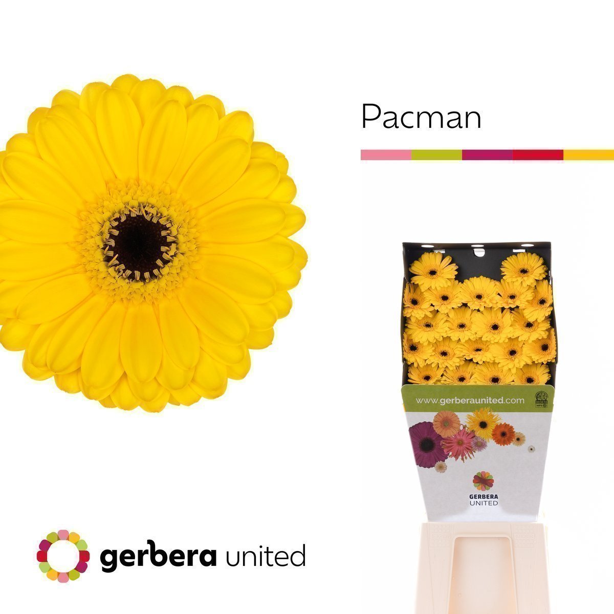 Срезанные цветы оптом Germini diamond pacman от 20шт из Голландии с доставкой по России
