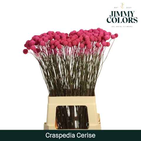 Срезанные цветы оптом Craspedia paint cerise от 200шт из Голландии с доставкой по России