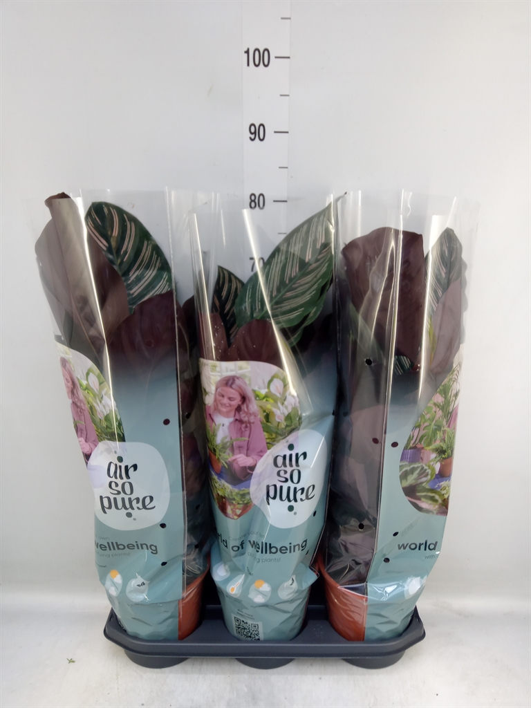 Горшечные цветы и растения оптом Calathea Sanderiana от 3шт из Голландии с доставкой по России