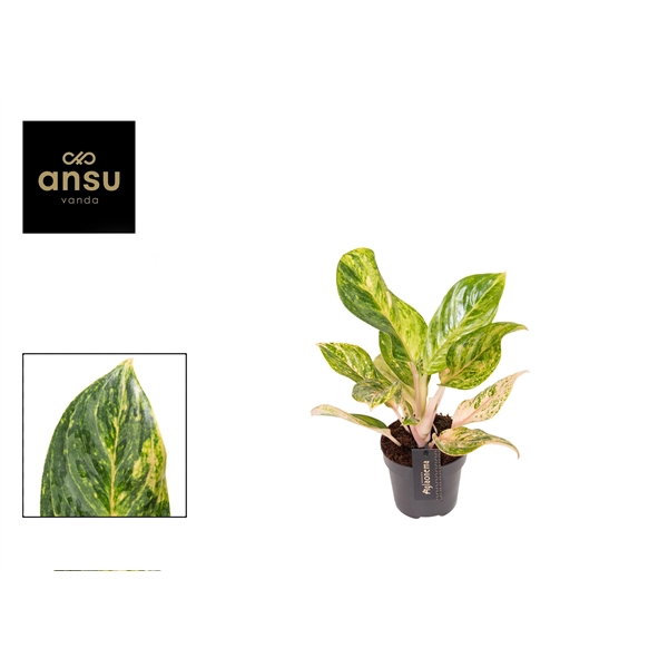 Горшечные цветы и растения оптом Aglaonema Peach Pearl от 6шт из Голландии с доставкой по России