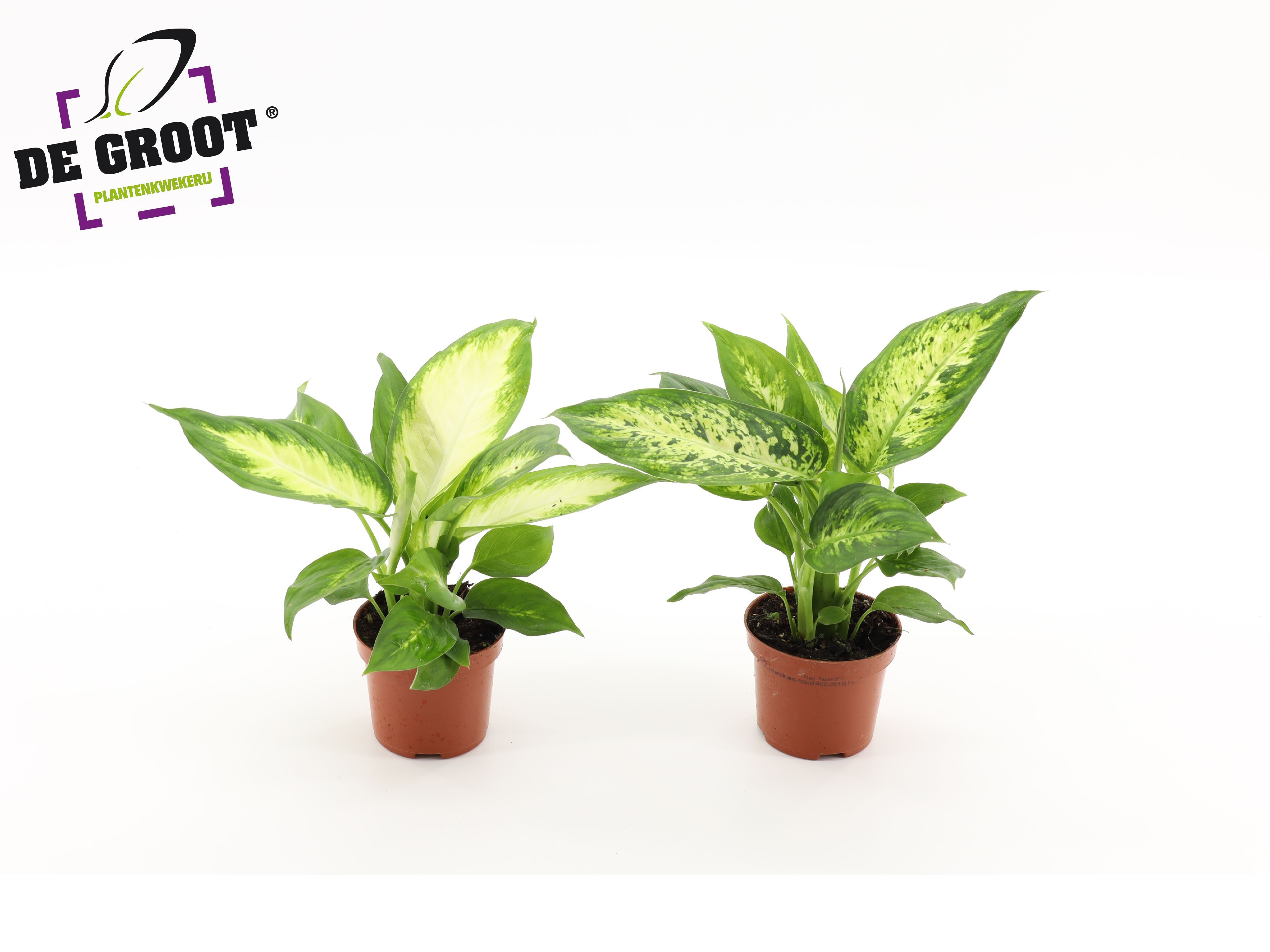 Горшечные цветы и растения оптом Dieffenbachia Mix от 18шт (для телеги) из Голландии с доставкой по России