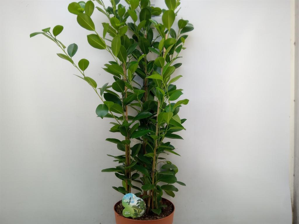 Горшечные цветы и растения оптом Ficus Moclame On Reck от 1шт из Голландии с доставкой по России