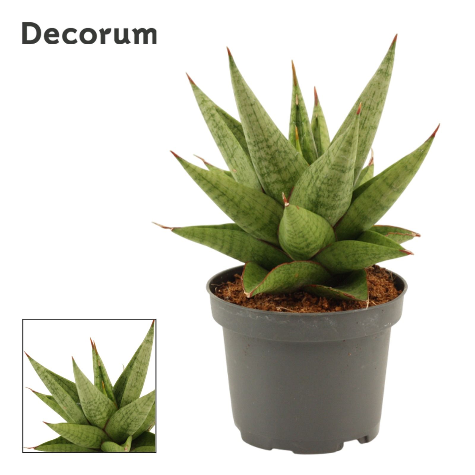 Горшечные цветы и растения оптом Sansevieria Snow Lotus от 6шт (для телеги) из Голландии с доставкой по России