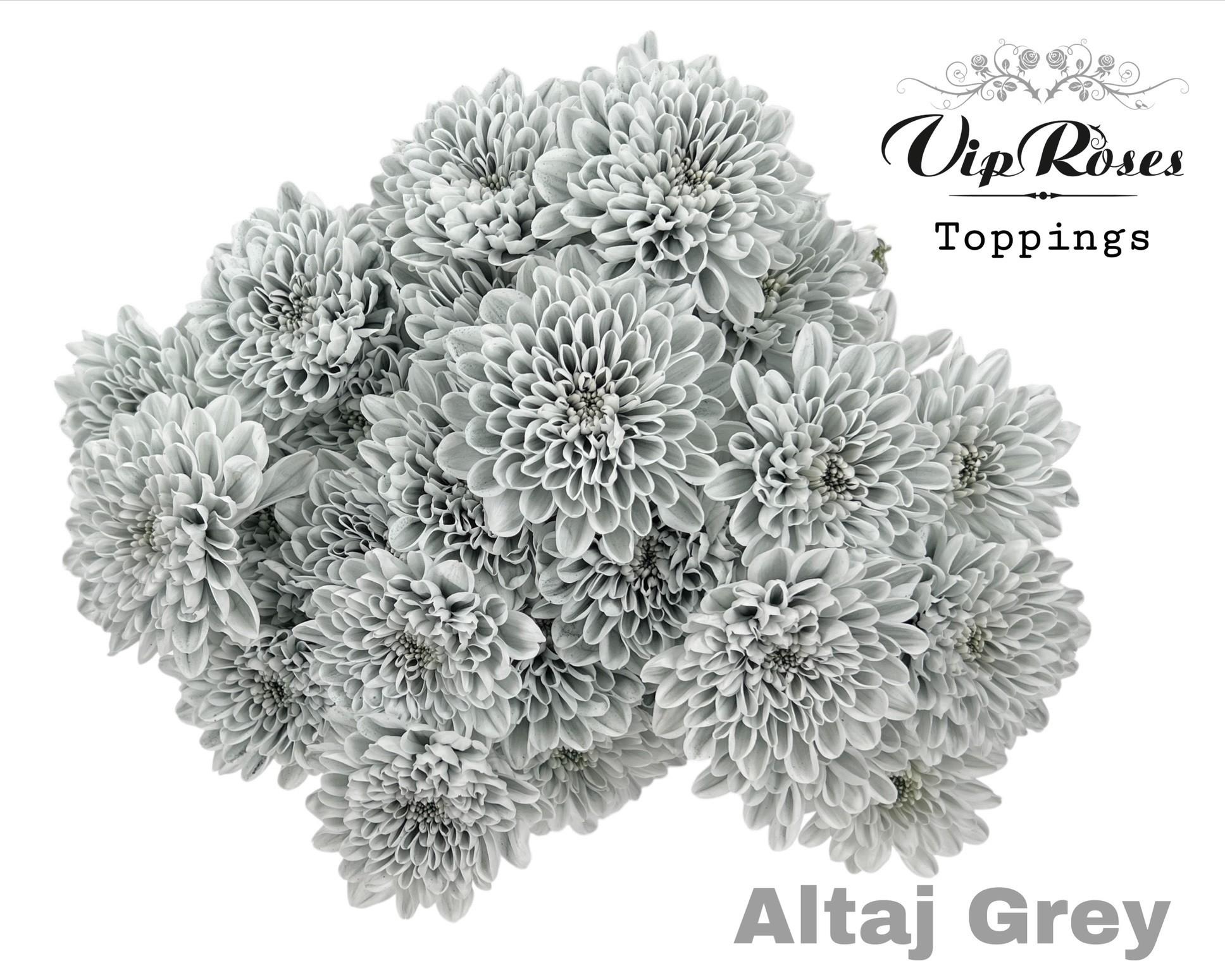 Срезанные цветы оптом Chrys sp paint altaj grey от 20шт из Голландии с доставкой по России