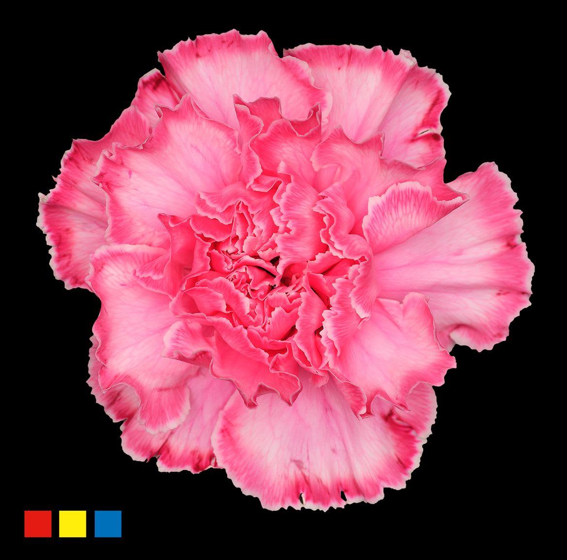 Срезанные цветы оптом Dianthus st paint hot pink от 80шт из Голландии с доставкой по России