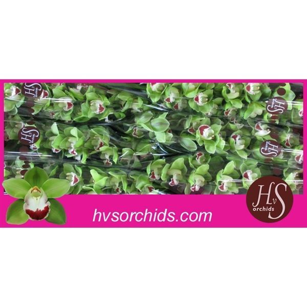 Срезанные цветы оптом Cymbidium green top spot от 6шт. из Голландии с доставкой по России