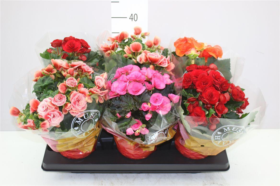 Горшечные цветы и растения оптом Begonia Du Gemengd от 6шт (для телеги) из Голландии с доставкой по России