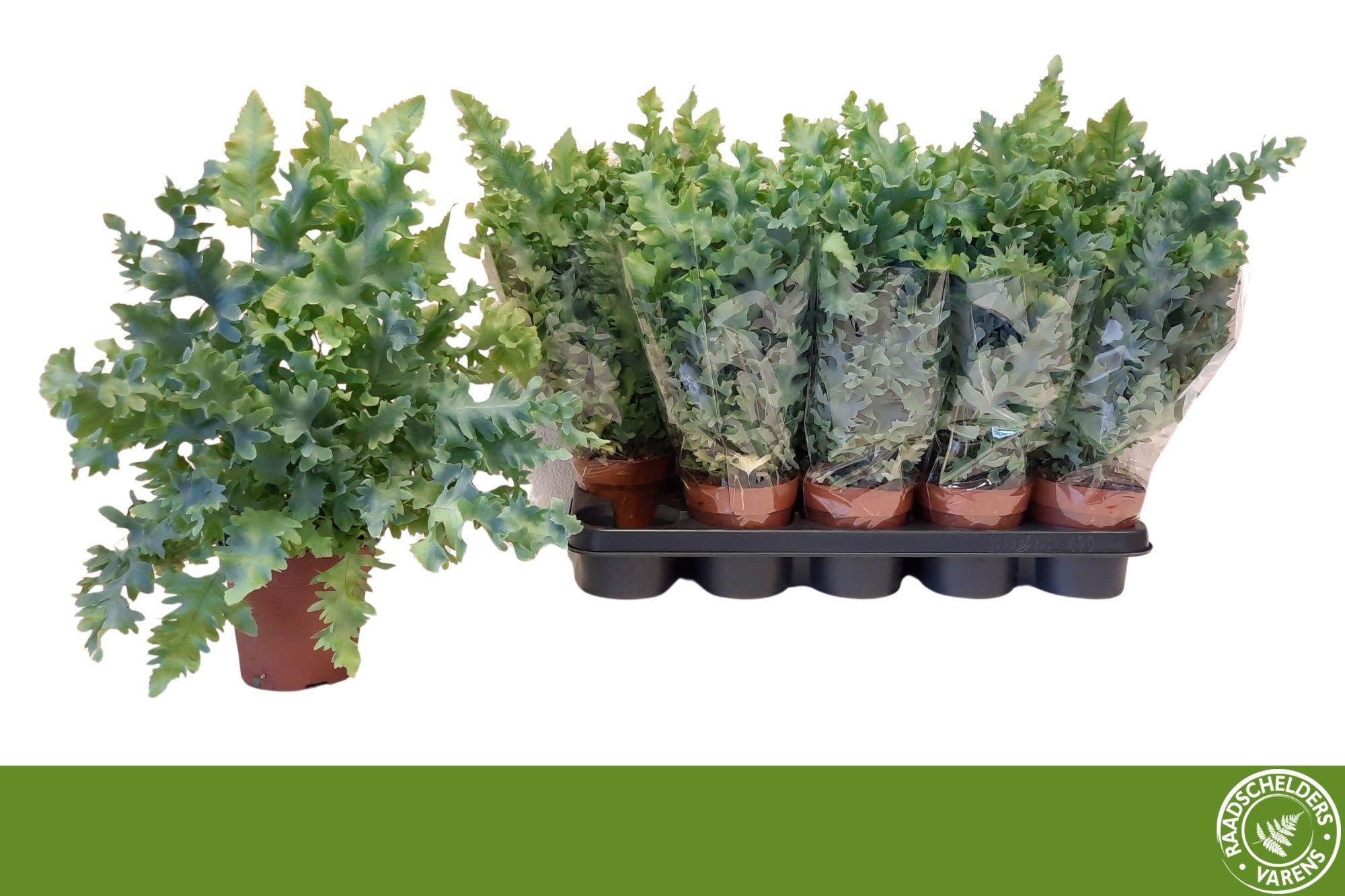 Горшечные цветы и растения оптом Phlebo A Davana от 10шт из Голландии с доставкой по России