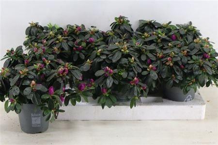 Горшечные цветы и растения оптом Rhodo Si Flamenco от 6шт из Голландии с доставкой по России