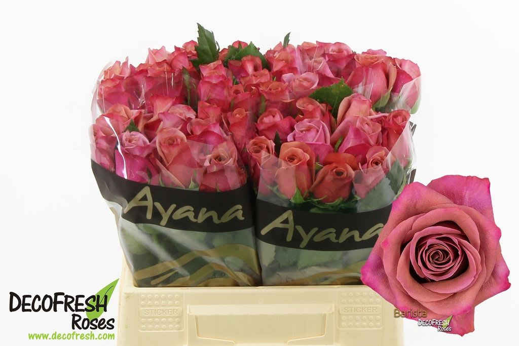 Срезанные цветы оптом Rosa large barista от 50шт из Голландии с доставкой по России