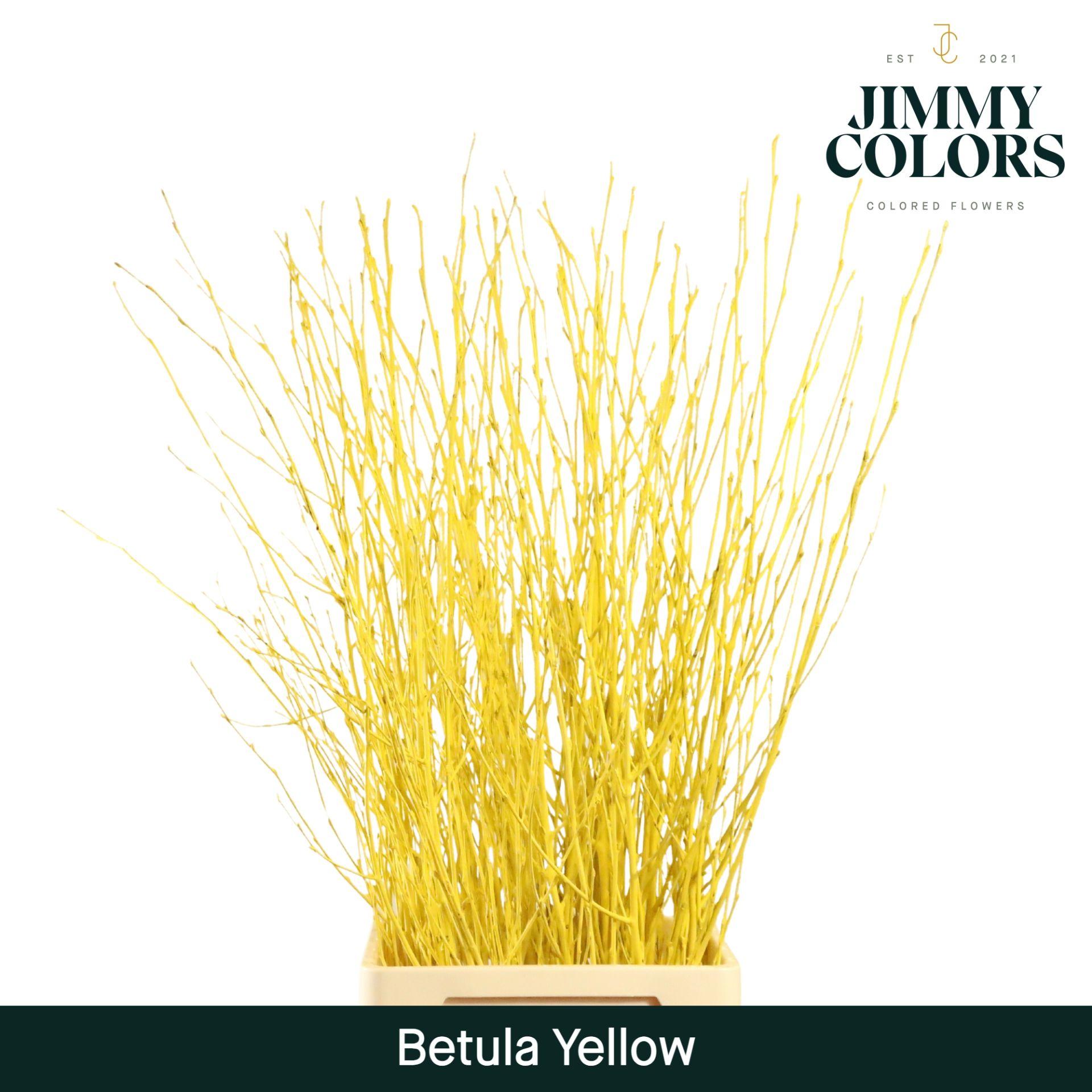 Срезанные цветы оптом Betula paint yellow от 10шт из Голландии с доставкой по России