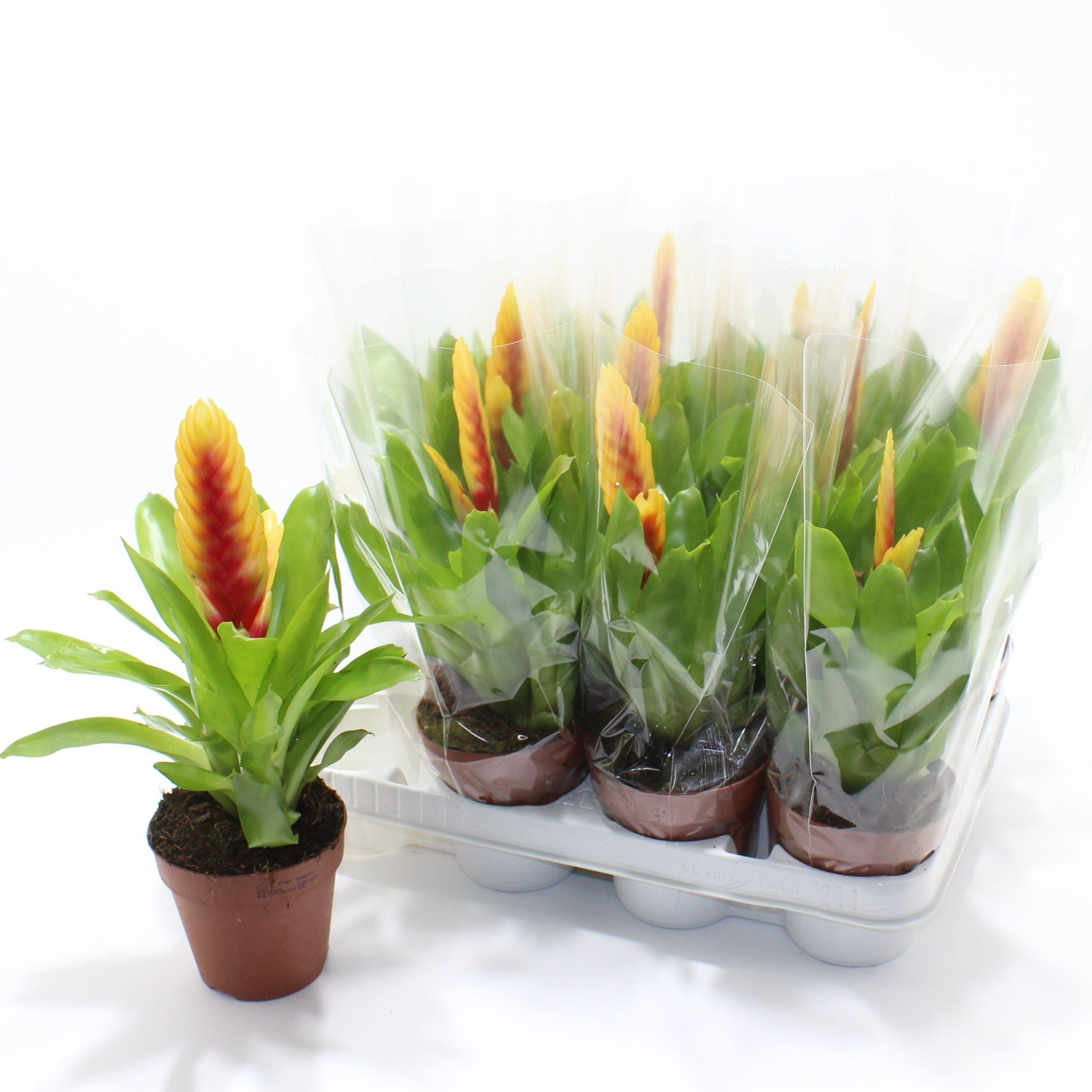 Горшечные цветы и растения оптом Vries Delphinus от 11шт из Голландии с доставкой по России