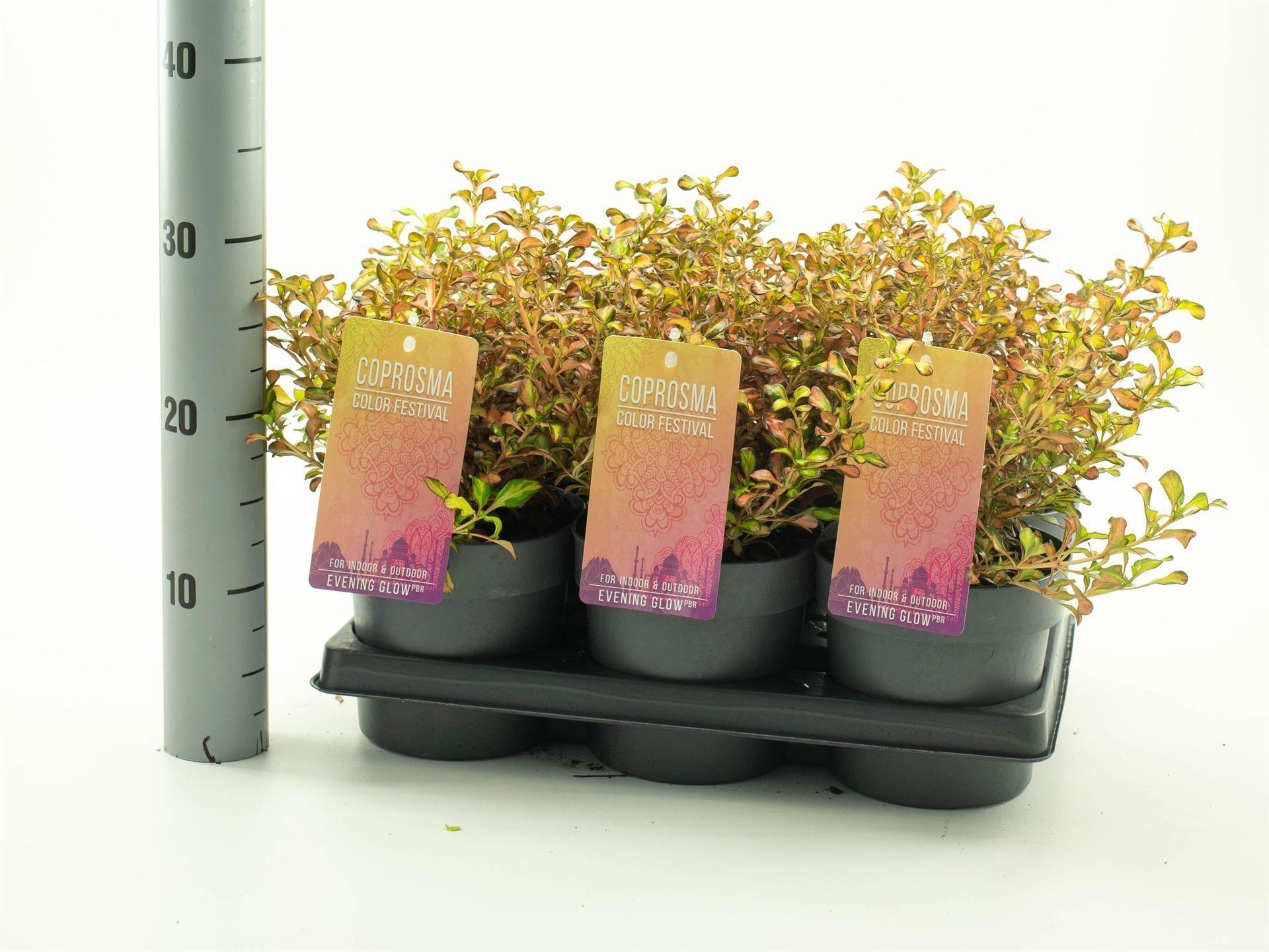 Горшечные цветы и растения оптом Coprosma   ...mix от 6шт из Голландии с доставкой по России