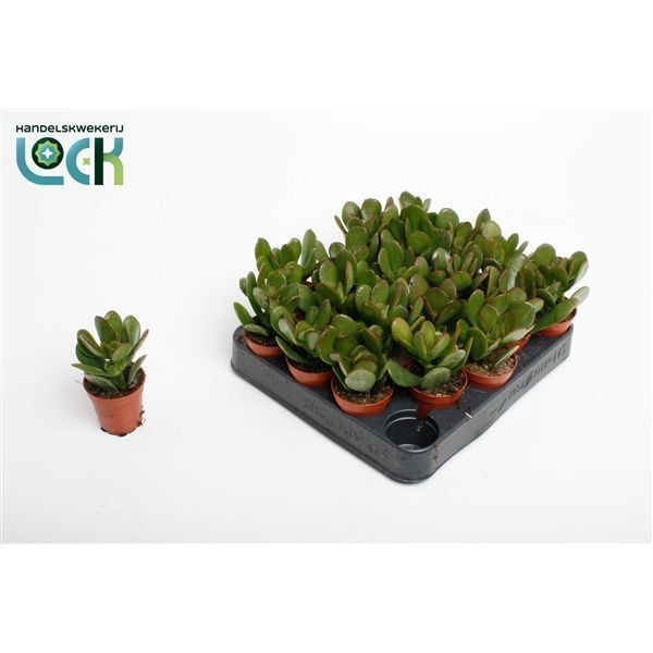 Горшечные цветы и растения оптом Crassula Argentea от 20шт из Голландии с доставкой по России