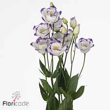 Срезанные цветы оптом Lisianthus do rosita blue picotee от 140шт из Голландии с доставкой по России