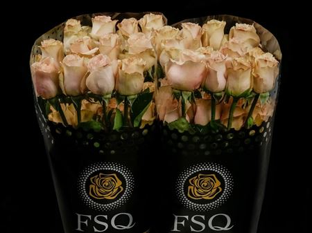 Срезанные цветы оптом Rosa ec quicksand от 40шт из Голландии с доставкой по России