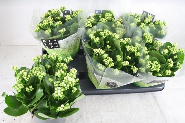 Горшечные цветы и растения оптом Kal Ge Whites White от 6шт из Голландии с доставкой по России