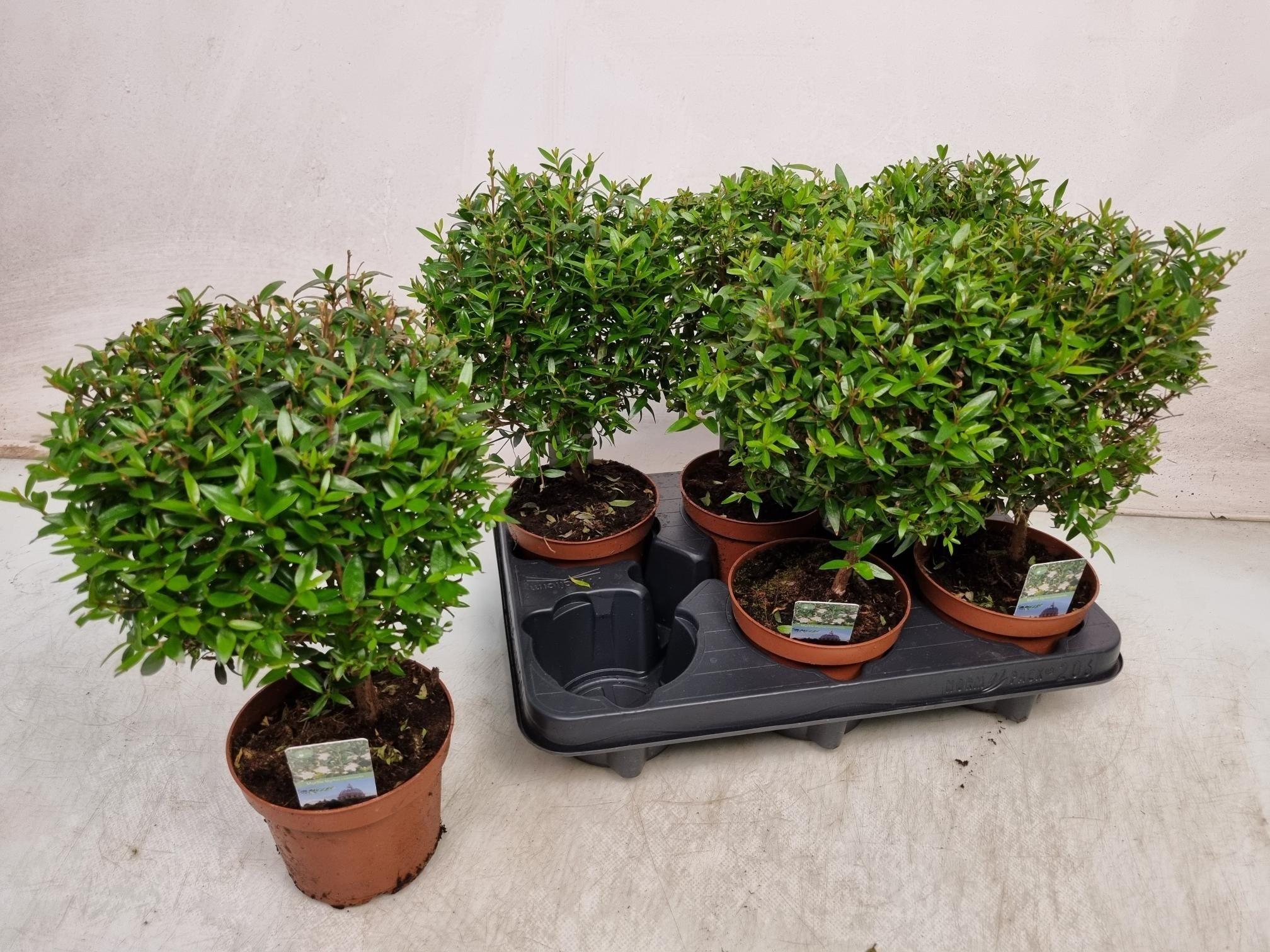 Горшечные цветы и растения оптом Myrtus Com от 6шт из Голландии с доставкой по России